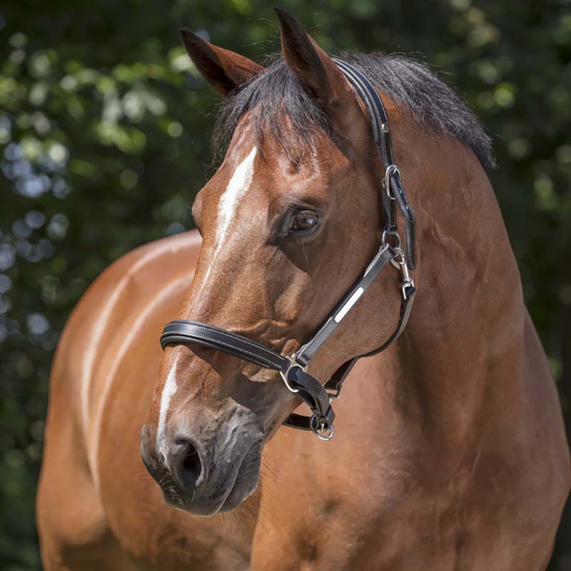 Adjustable leather halter norton pro grooming - 0113