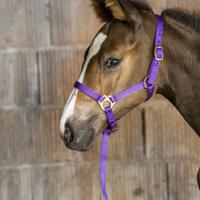 ADJUSTABLE HALTER FOR COLT AND FOAL COMPLETE WITH SMALL ROPE