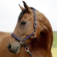COVALLIERO GoLeyGo HALTER MAX STRENGTH AND SAFETY