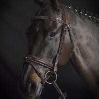 ENGLISH RAISED BRIDLE EQUILINE PREMIUM LINE WITH REINS