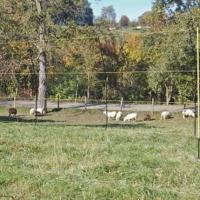 ELECTRIC FENCING FOR SHEEP 50m REEL